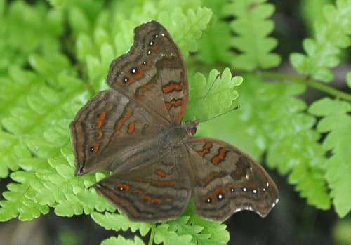 Island Brown Pansy