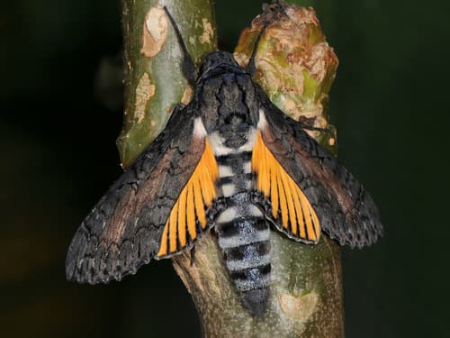 Carica Sphinx