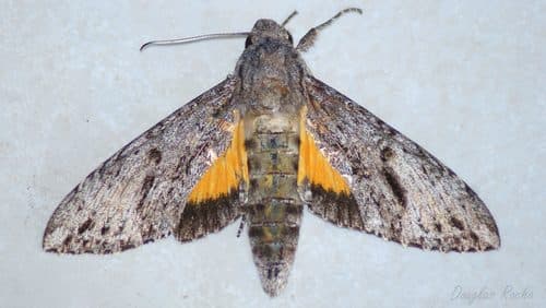 Scyron Sphinx Moth