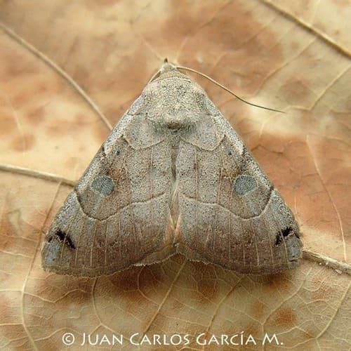 Wedge-marked Isogona