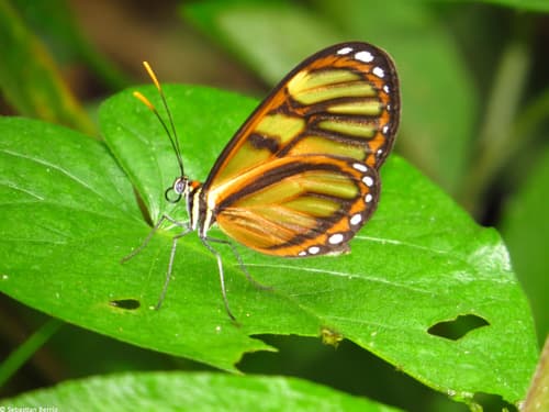 Iphianassa Clearwing