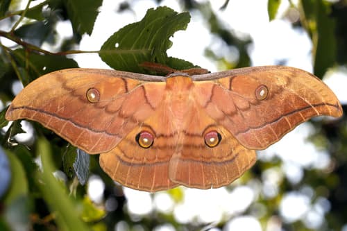 Japanese Silk Moth