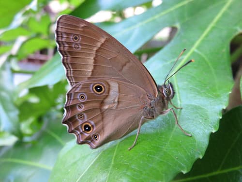 Japanese Treebrown