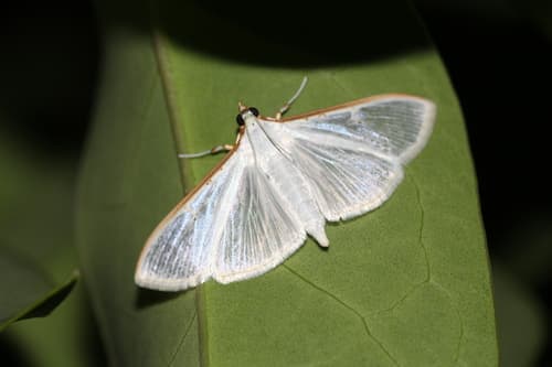 Jasmine Moth
