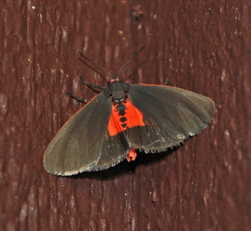 Joyful Virbia Moth