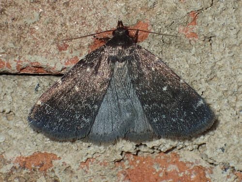 Julia's Idia Moth