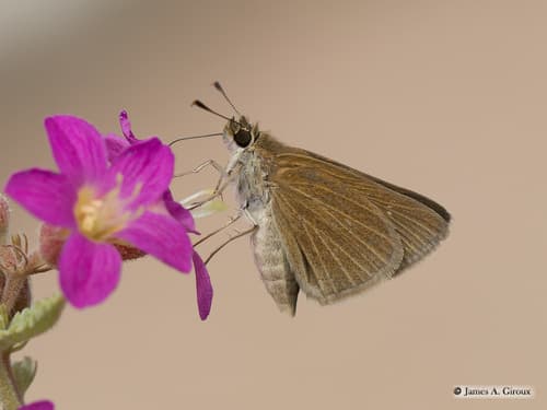 Julia's Skipper