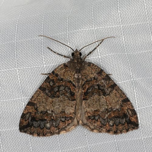 July Highflyer Moth