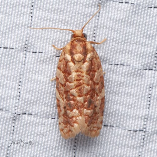 Juniper Budworm Moth