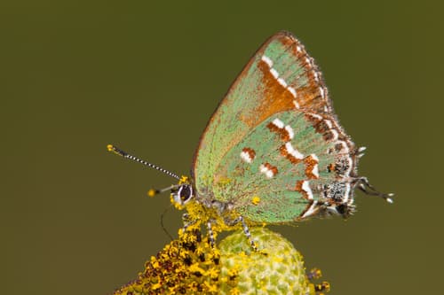 Juniper Hairstreak