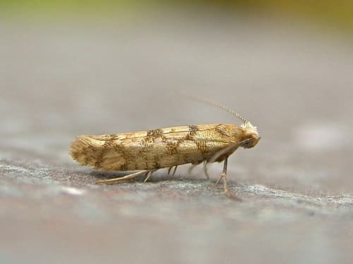Juniper Seed Moth