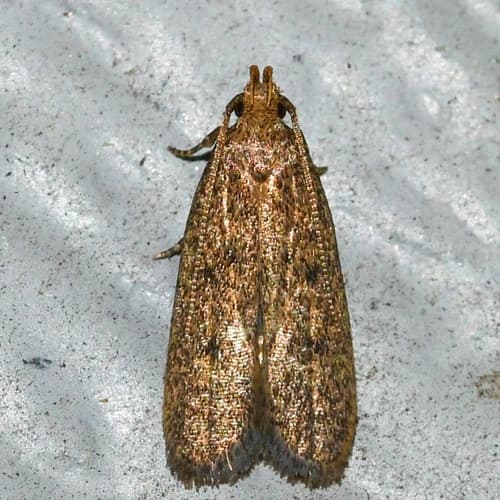 Juniper Tip Moth