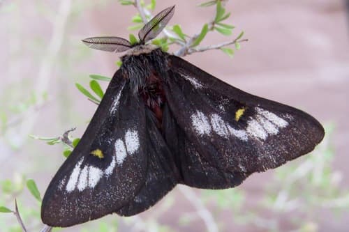 Juno Buckmoth
