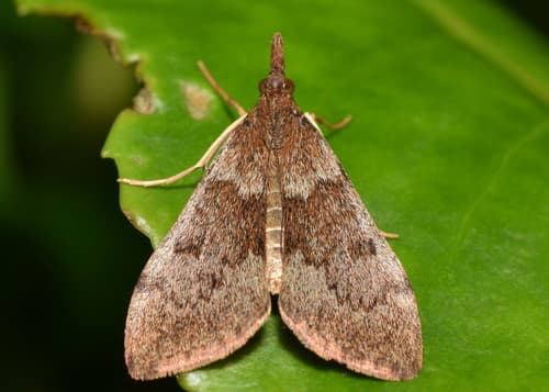 Kōwhai moth