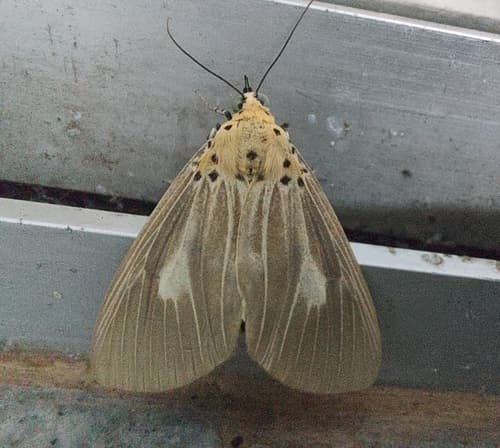 Kanara Tiger Moth