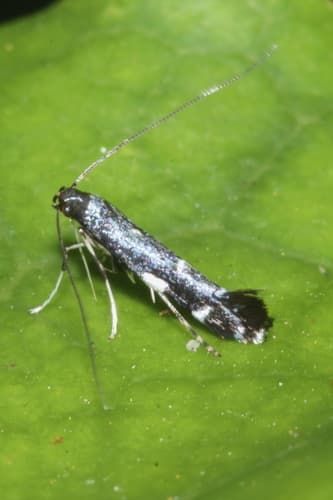 Karamū Leafminer