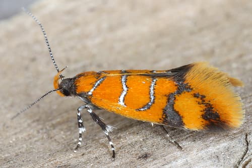 Ailanthus webworm moth