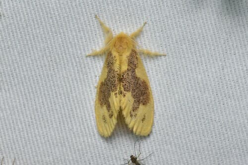 Peppermint Tiger Moth