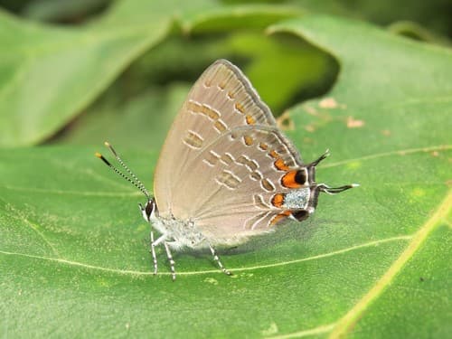 King's Hairstreak