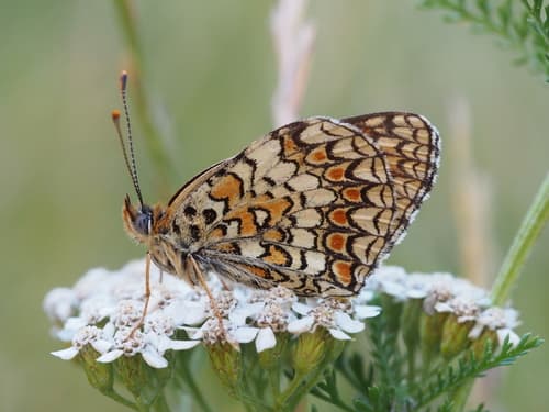 Knapweed Fritillary