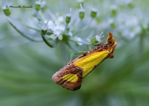 Knapweed Root Moth