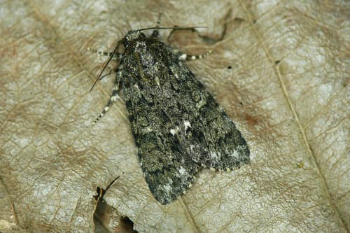 Knot Grass Moth