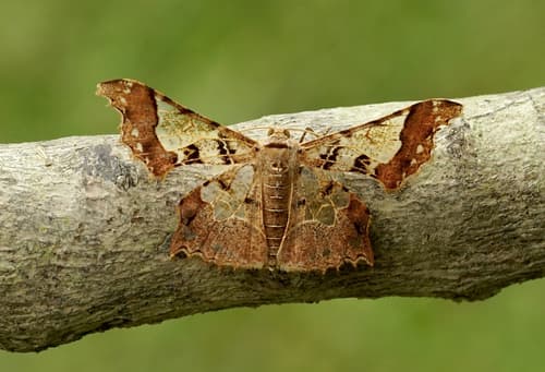 Krananda semihyalina