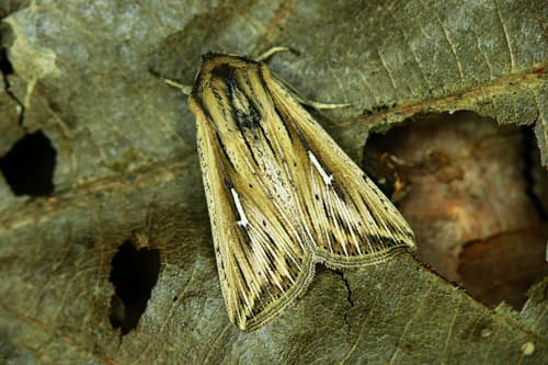 L-album Wainscot