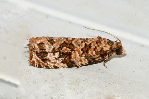 Labyrinth Moth