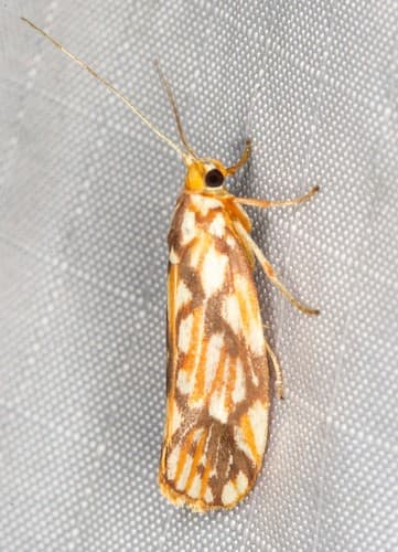 Lactura panopsia
