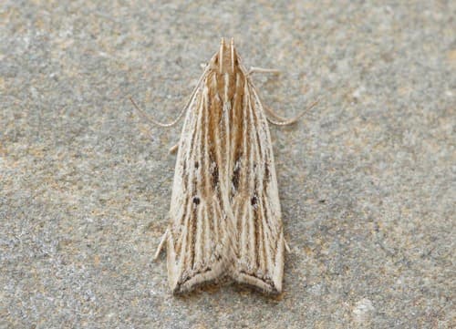 Lanceolate Moth