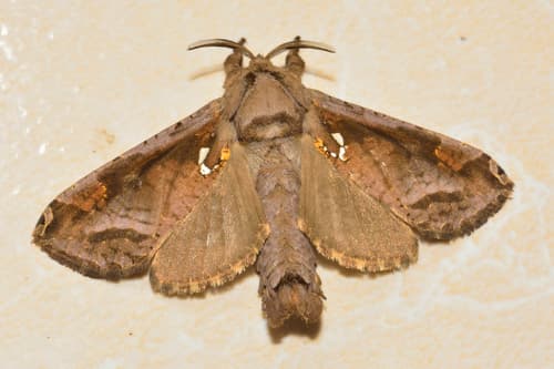 Langsdorfia franckii