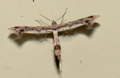 Lantana Plume Moth