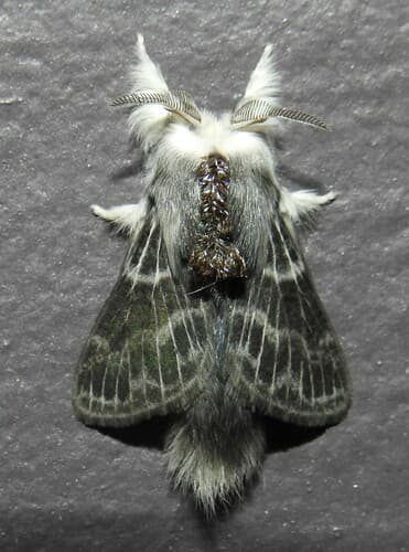 Larch Tolype Moth