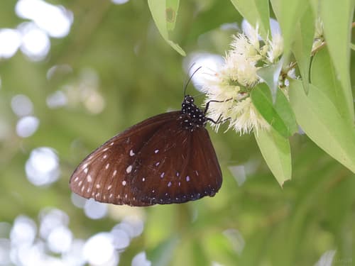 Large Crow Butterfly