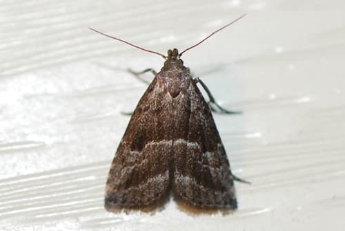 Large Hypenodes Moth