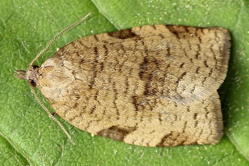 Large Ivy Tortrix
