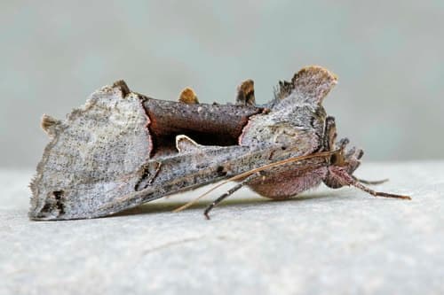 Large Looper Moth