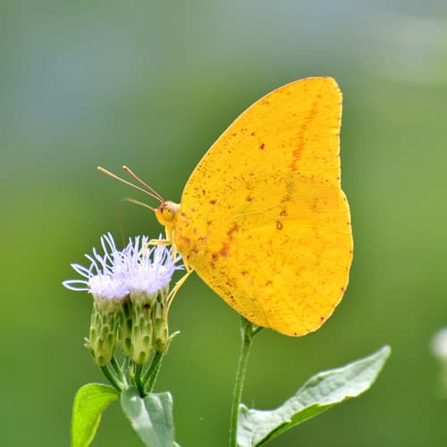 Large Orange Sulphur
