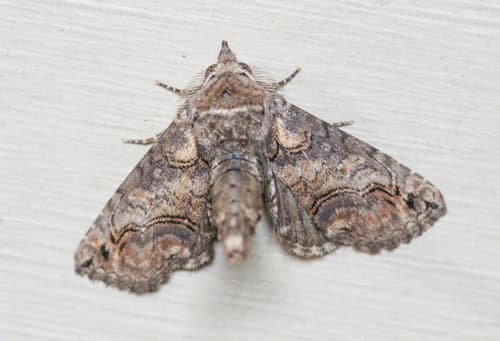 Large Paectes Moth