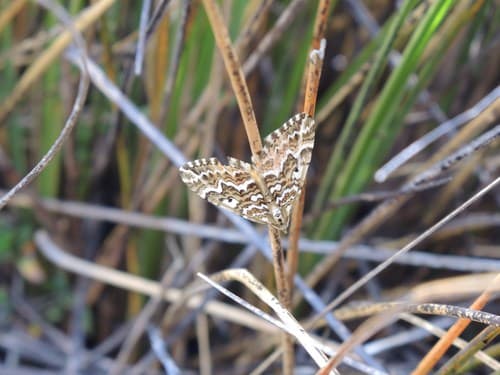 Large Striped Carpet