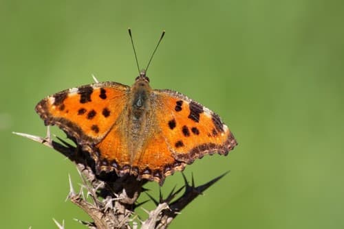 Large Tortoiseshell