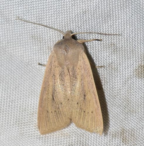 Large Wainscot Moth