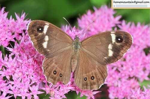 Forest Wall Brown