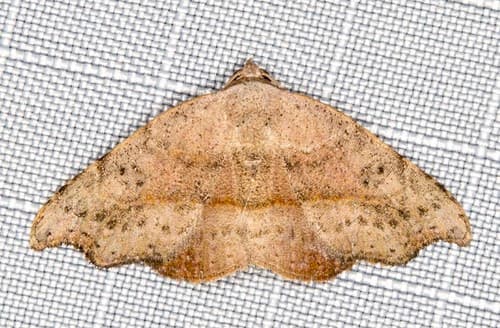 Concave-winged Geometer