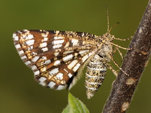 Latticed Heath