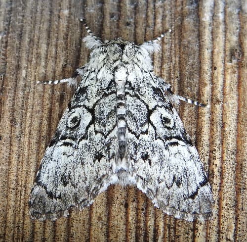 Laugher Moth