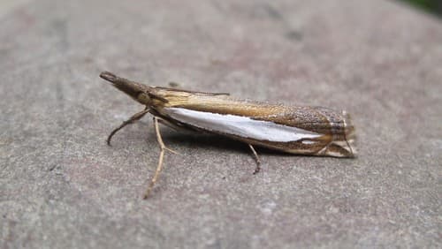 Leach's Grass-veneer