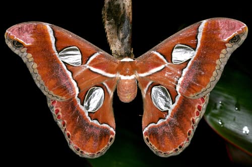 Lebeau's Silk Moth