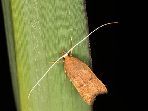 Lecitholaxa thiodora